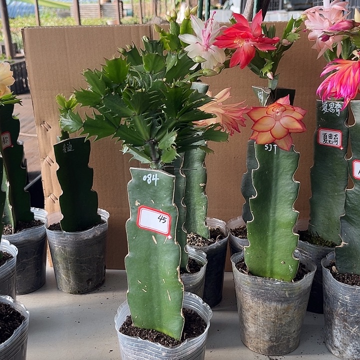 锐***）当前无花朵，栽培后可花朵084