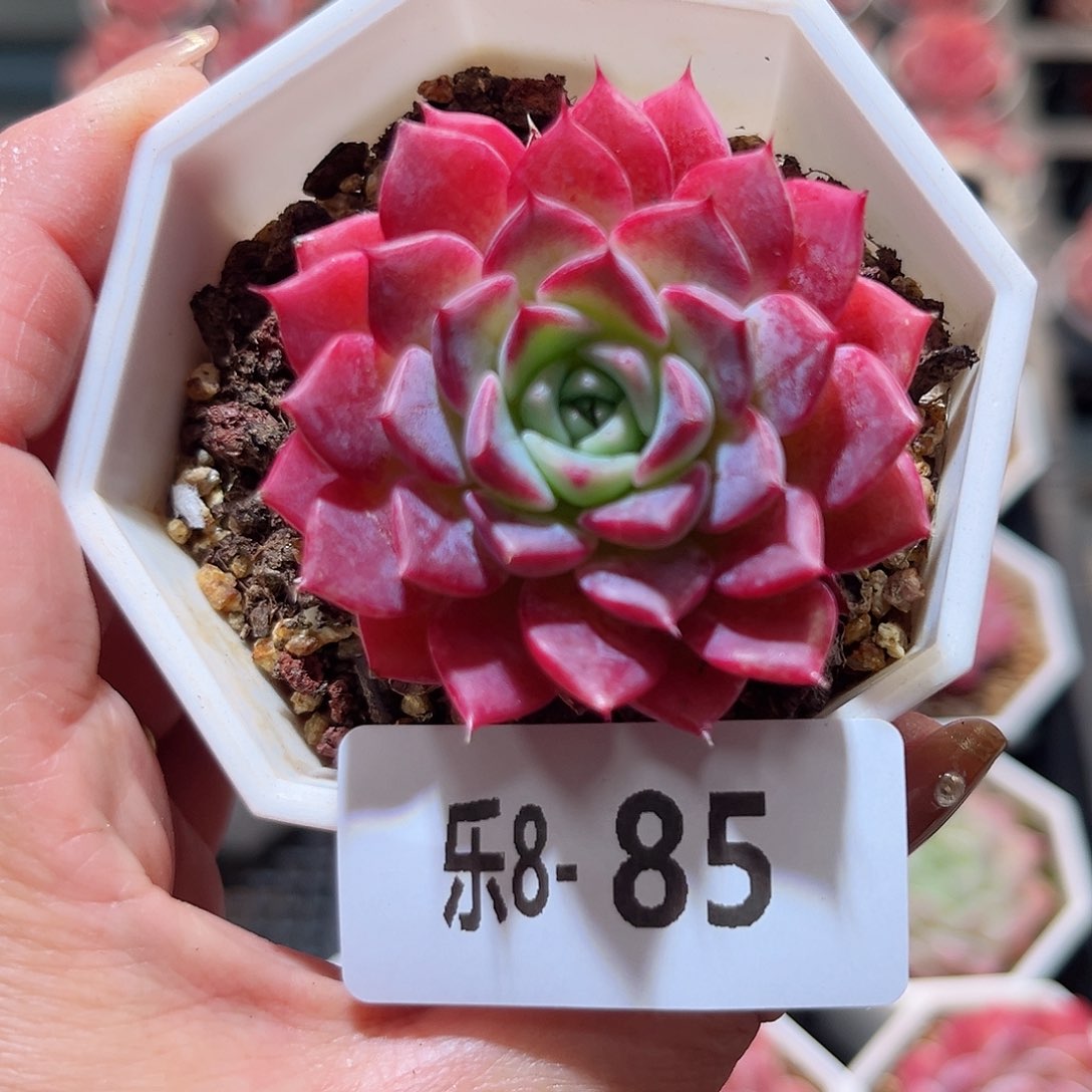 乐8-85 胭脂单头