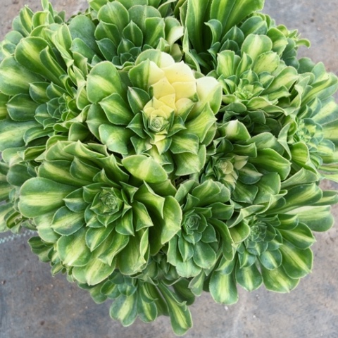 多肉植物五彩琉璃