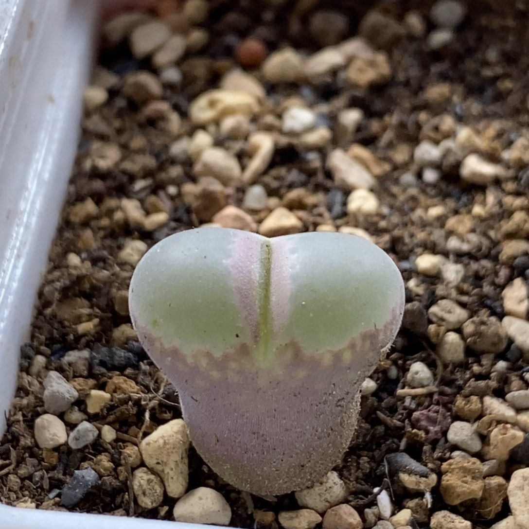 优秀粉安格尼斯之言