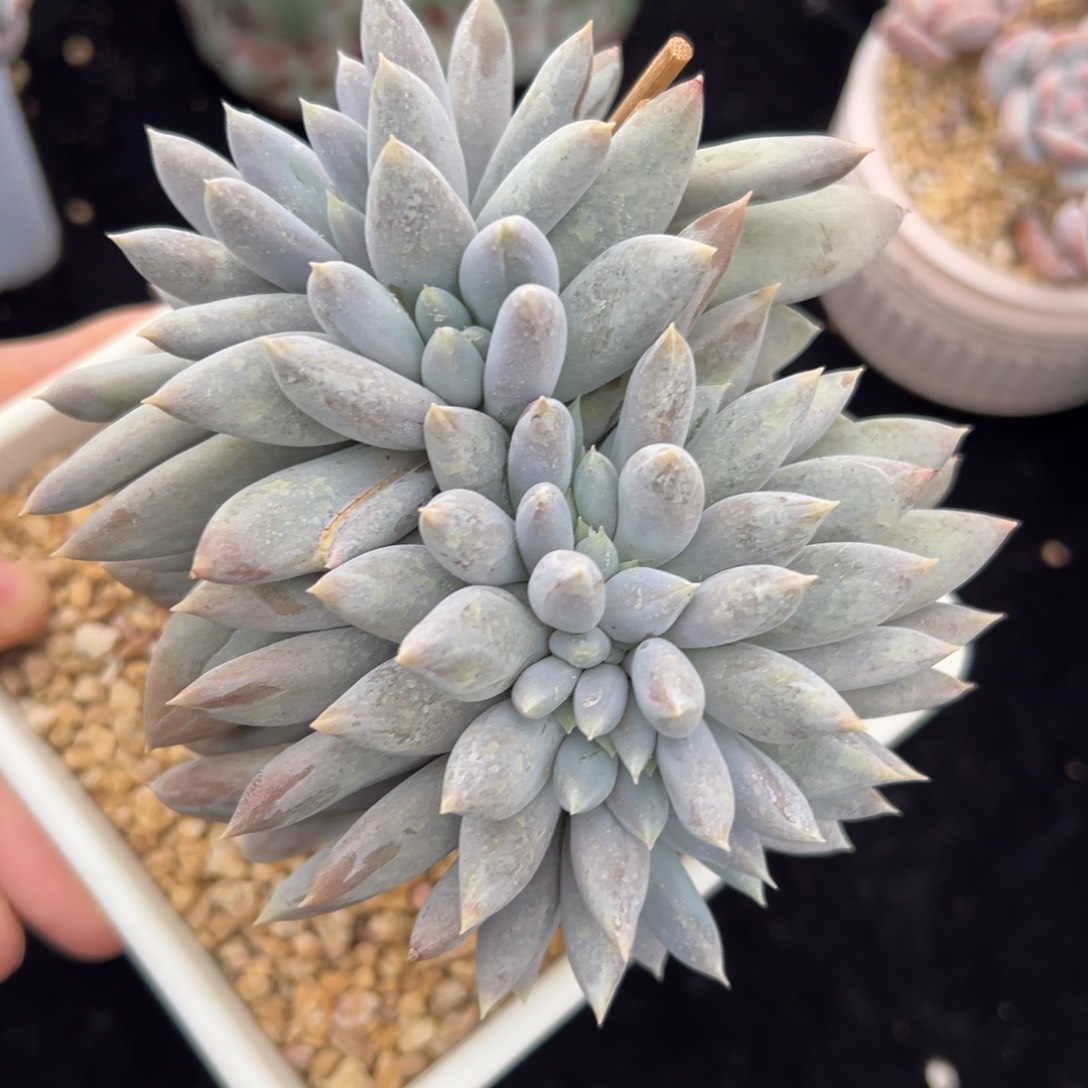 新年快乐 新年快乐