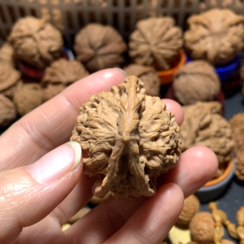 核桃俗*官帽三棱一个