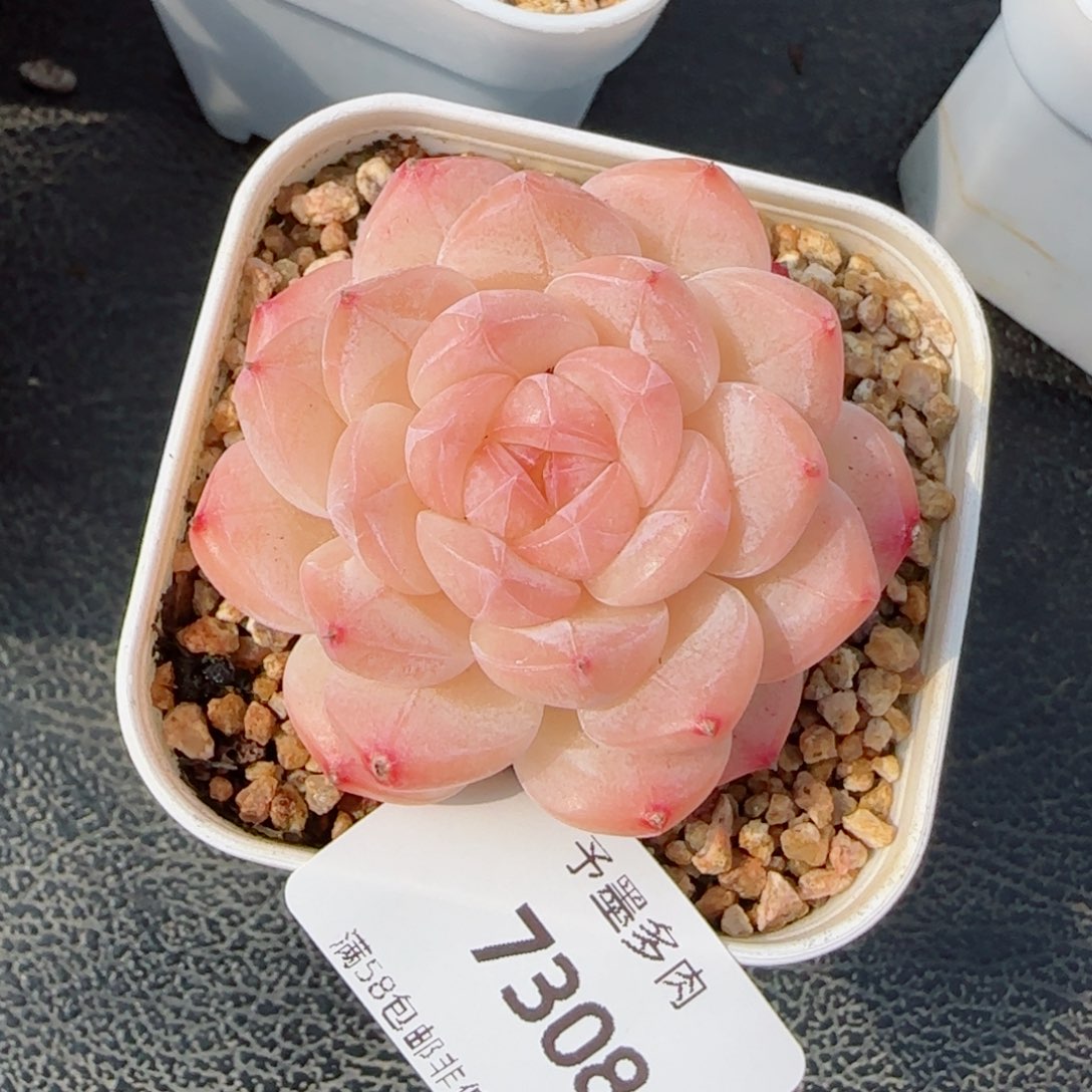 美心，7308多肉植物