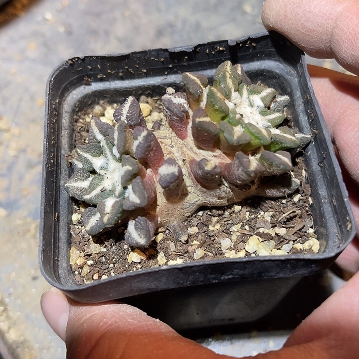 满38包邮2天凑单，脱土晾根发货多肉植物自根黑牡丹