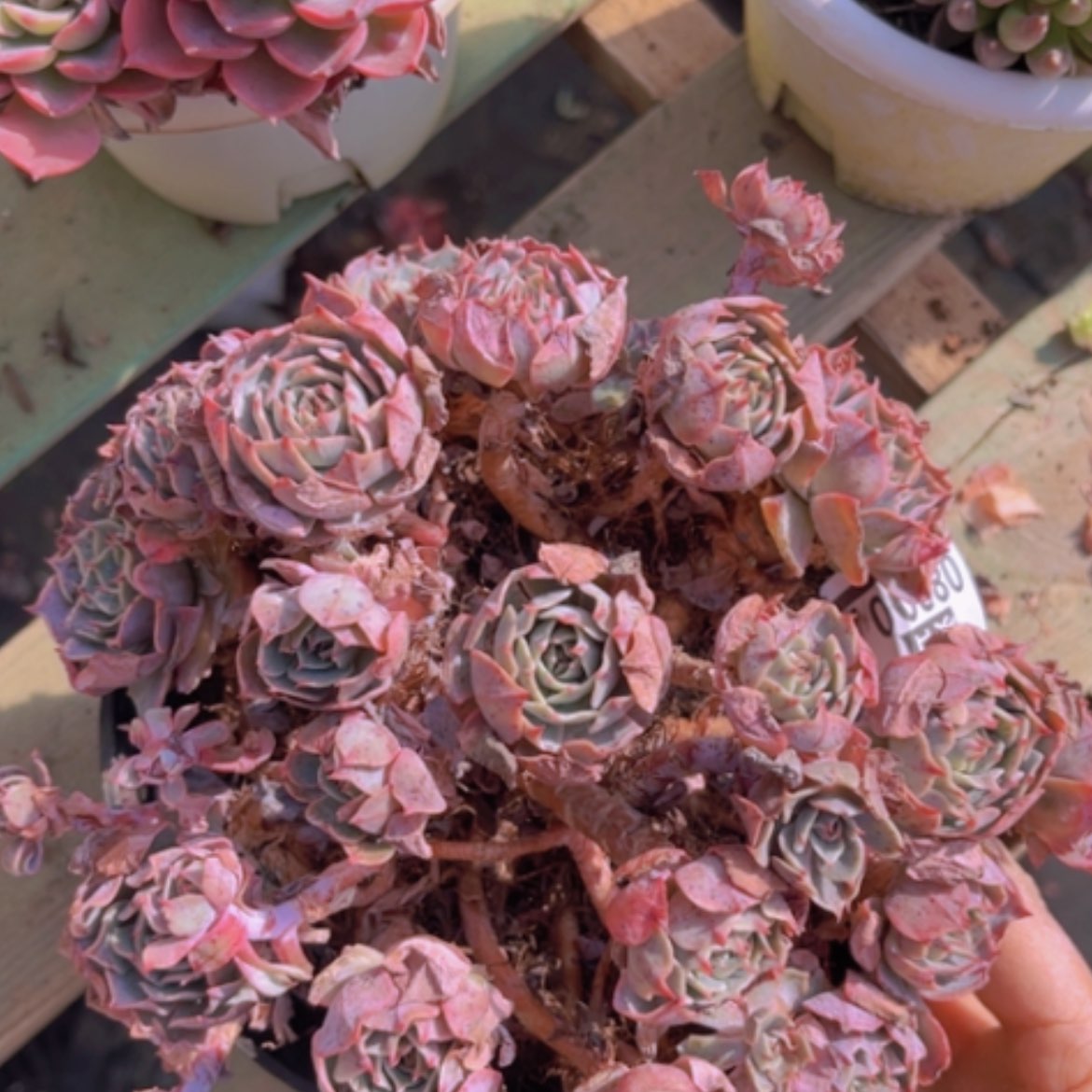 【闪购商品】赛康达多肉0820