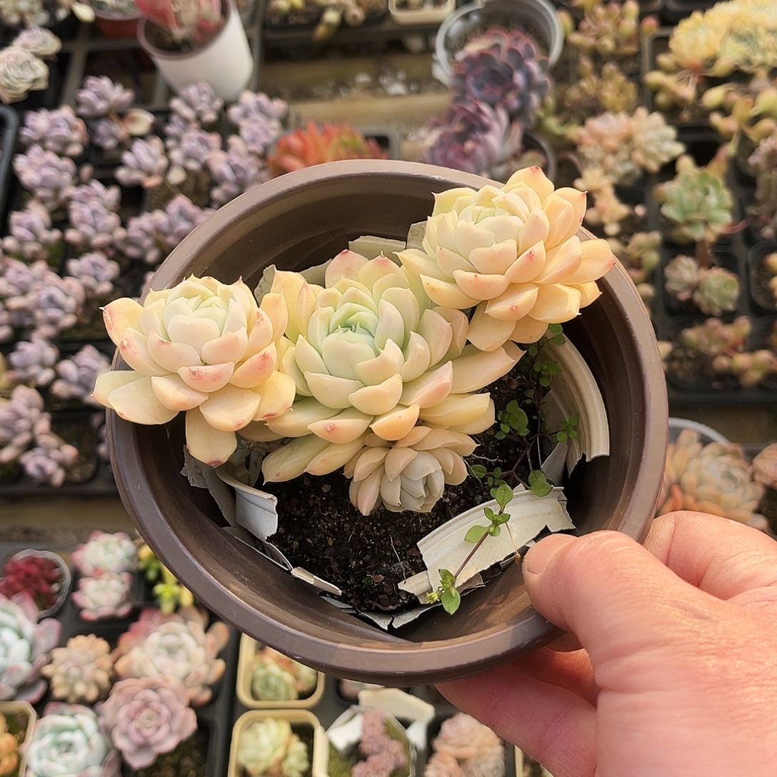 ?****?227多肉植物提取萃取剂中