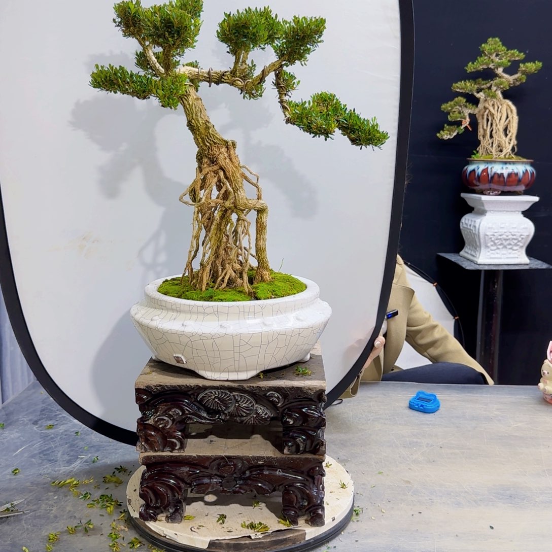 高端黄杨盆景艺术