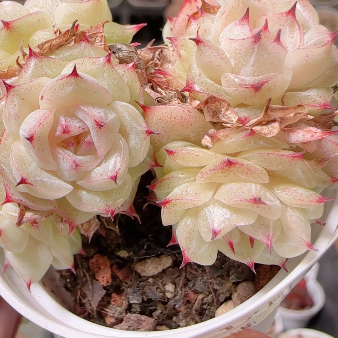 花语多肉1203-277散