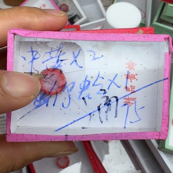 用***0蟋蟀蝈蝈我在外面111111