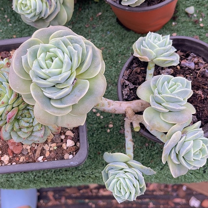 可爱玫瑰2616多肉植物