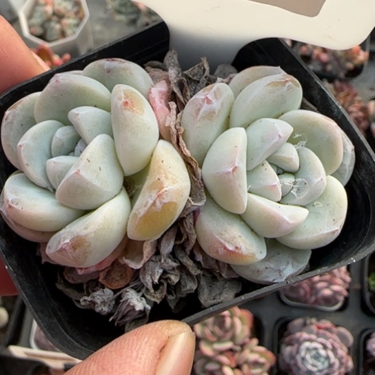 274玉蝴蝶多肉植物多