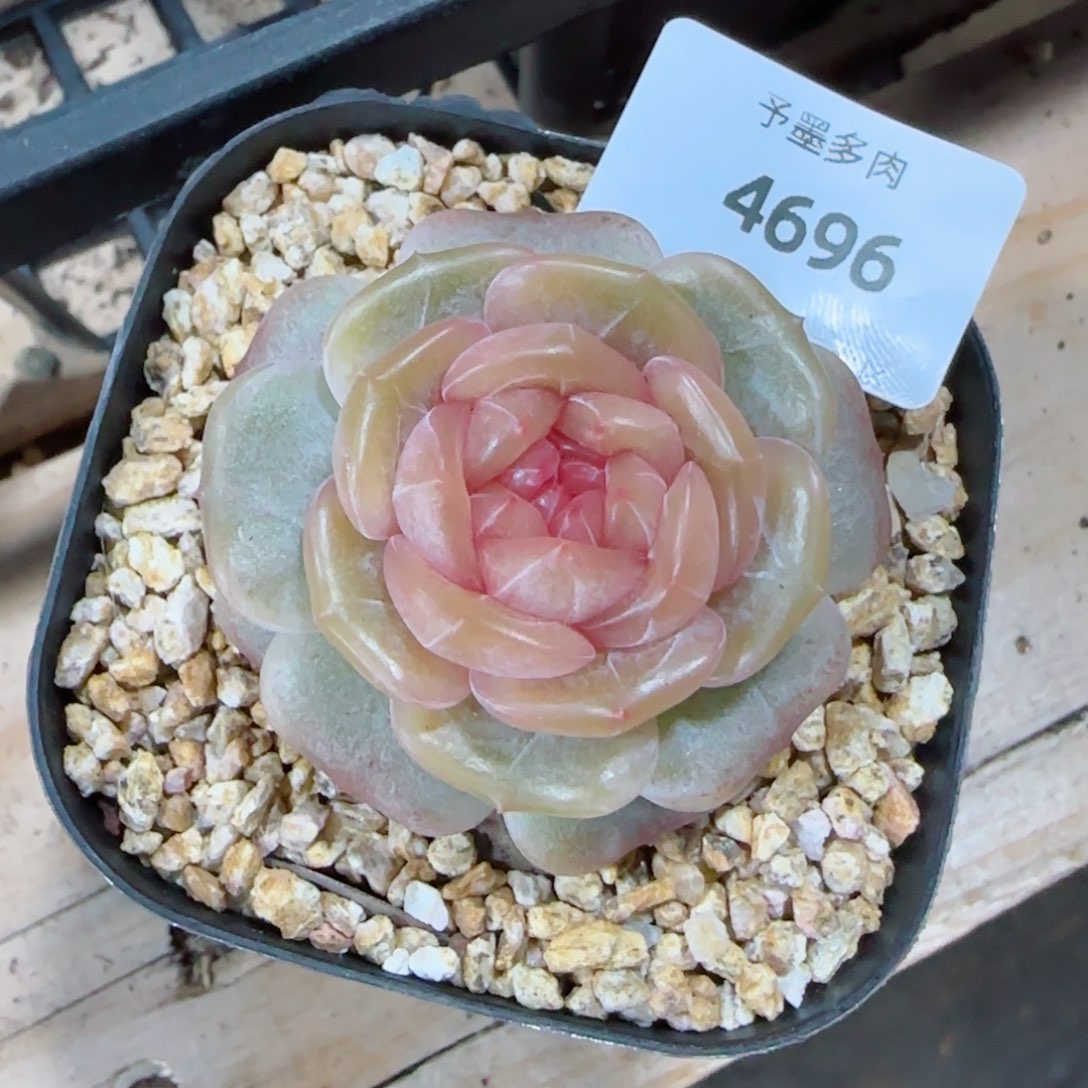 糖璃，4696多肉植物