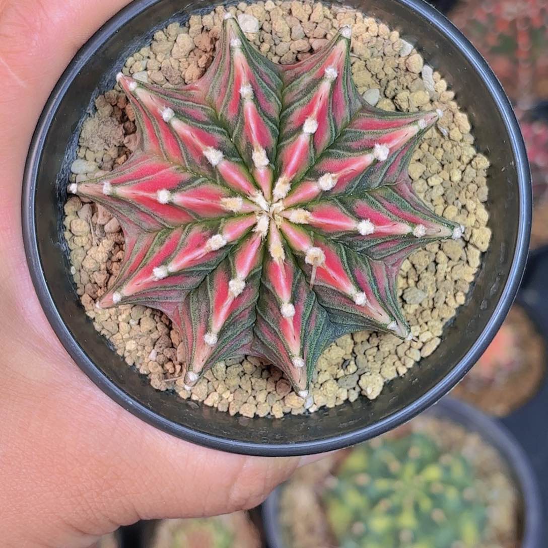 泰系实生肋骨锦仙人球606