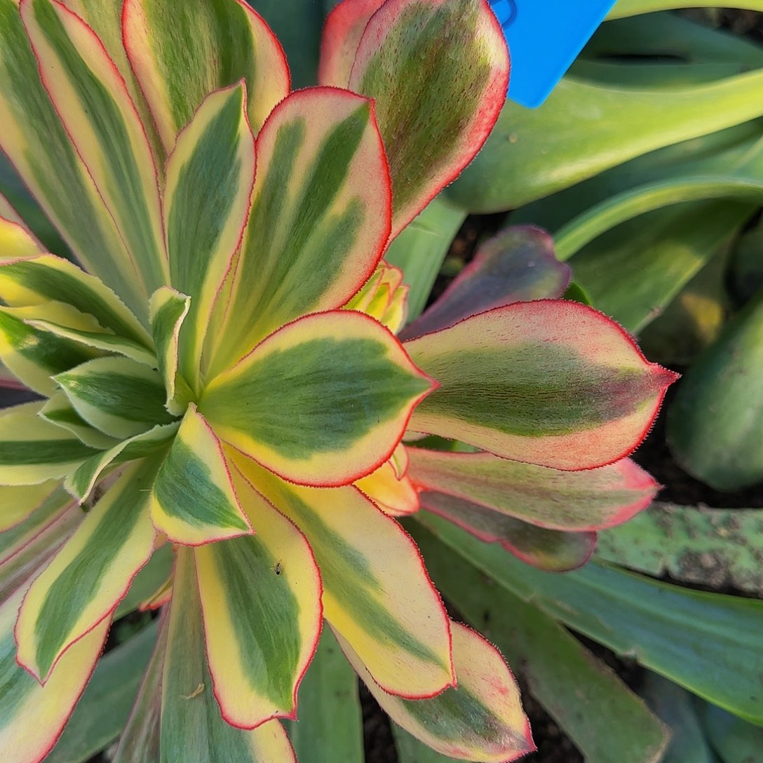 168魅影多肉寄养