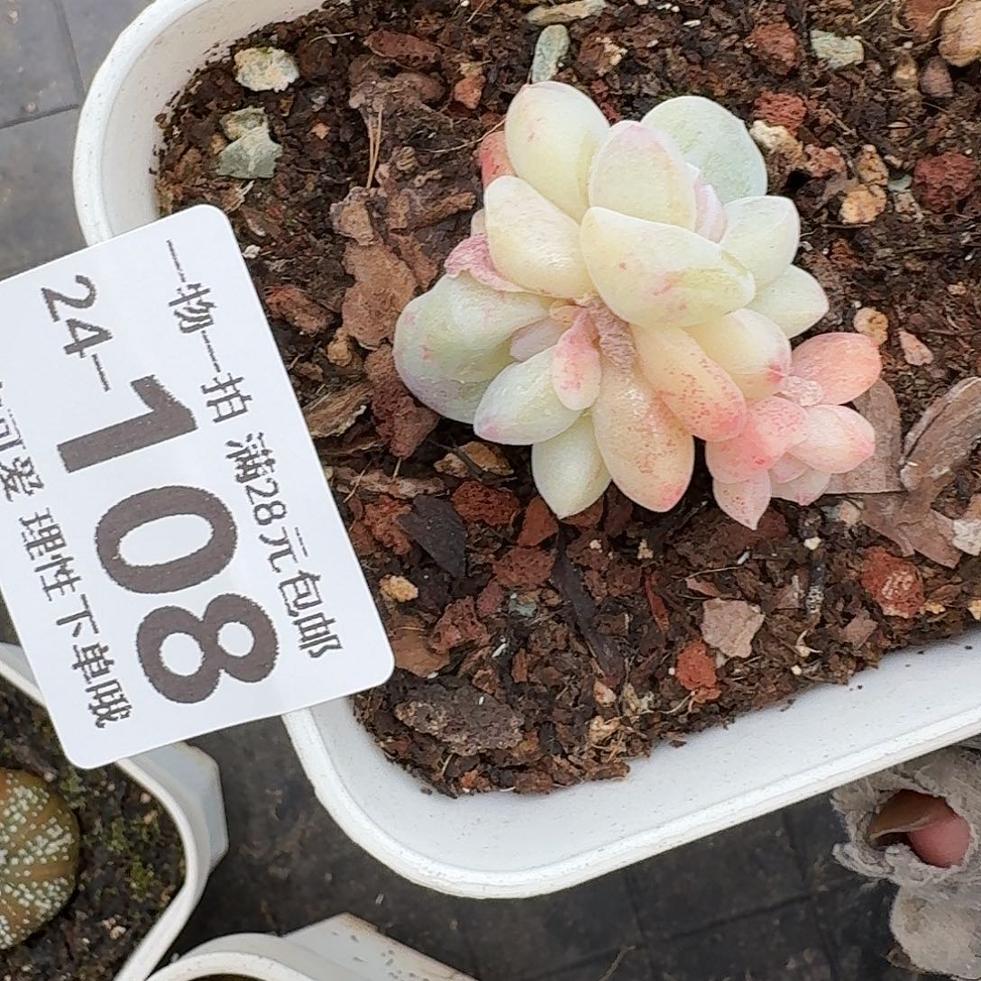 石化冰玉无盆土发货无盆