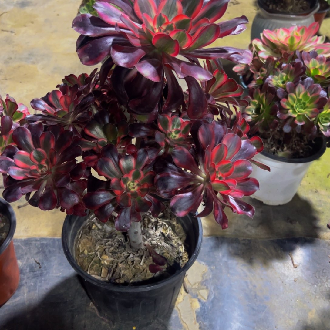 小***枚法师多肉植物丽娜233