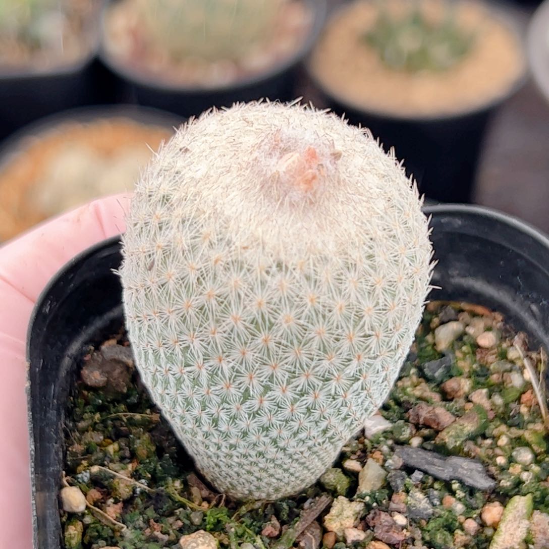 月世界实生3.5公分