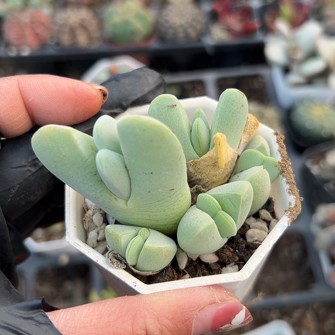 多肉植物神峰玉开花