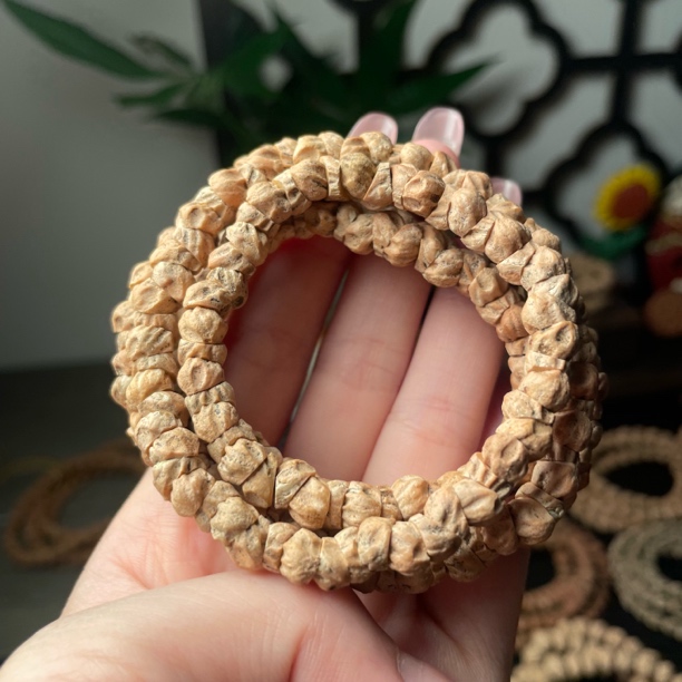 粉皮大角度大肠柏香籽