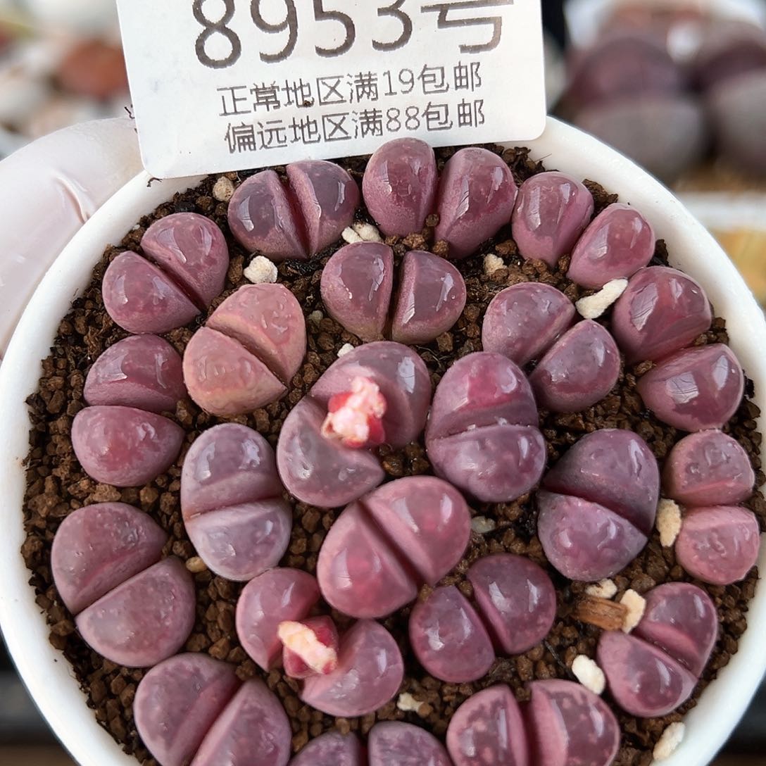 好养易活生石花大母本8953