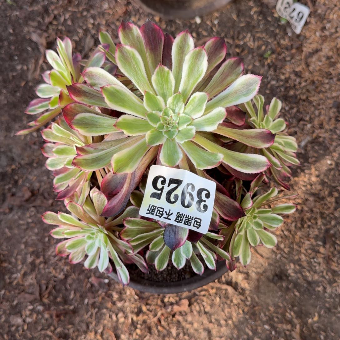 法师水墨画3925 19-37