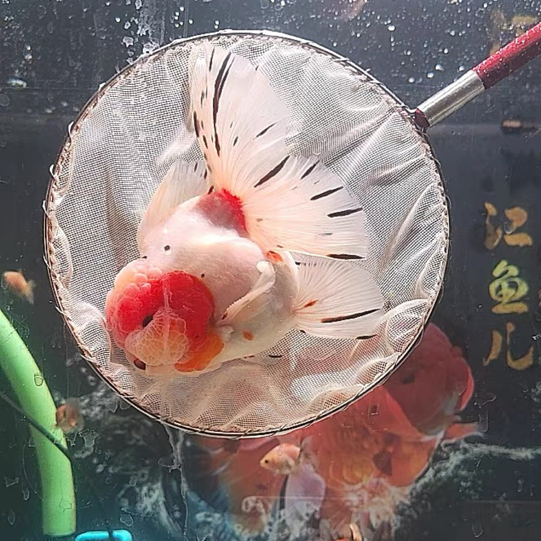 短体大头娃娃脸一字大尾百褶金鱼冷水淡水观赏鱼好养耐活种鱼展示