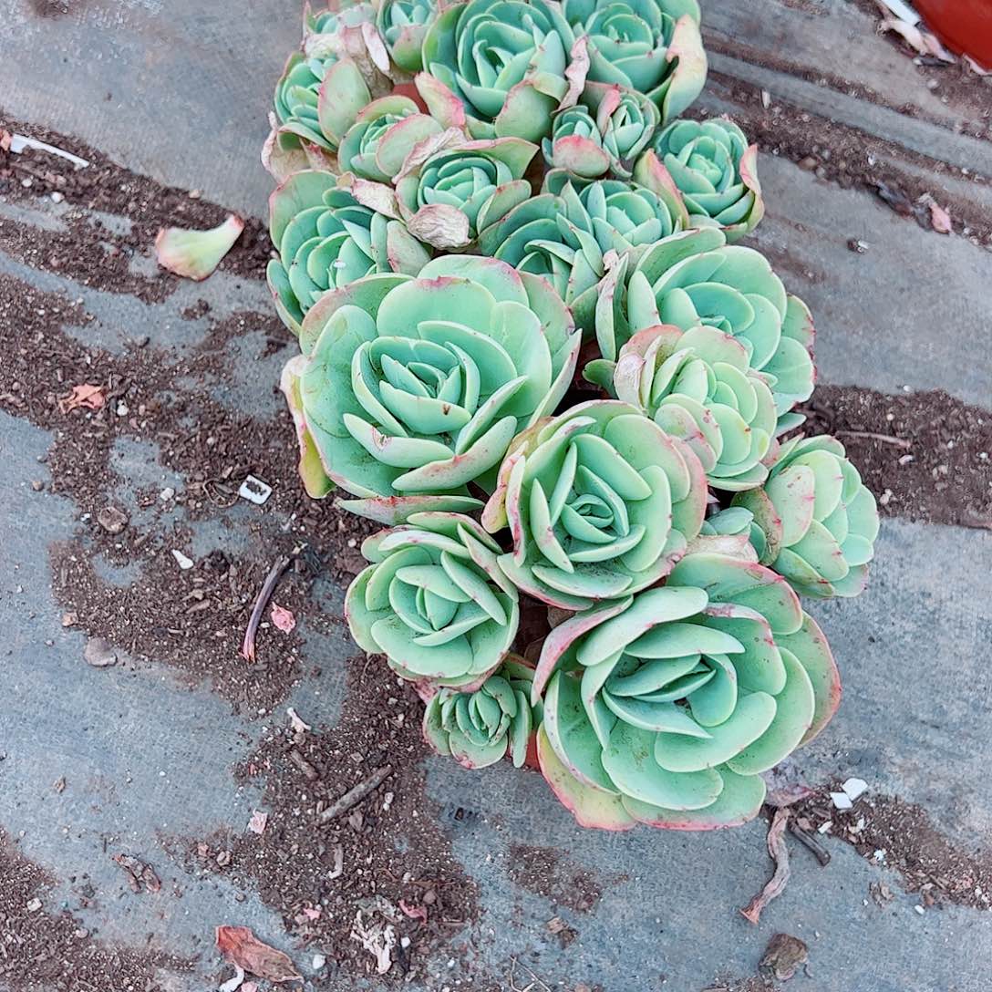 鸡蛋碧桃多头造型精品特价