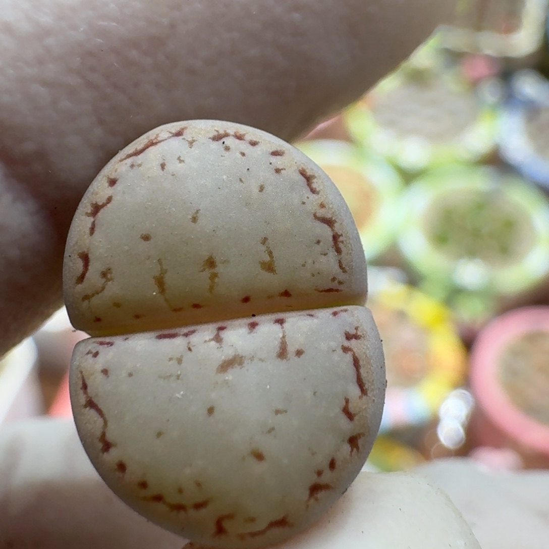 鲸***喜1211-03饼干1621.6优选