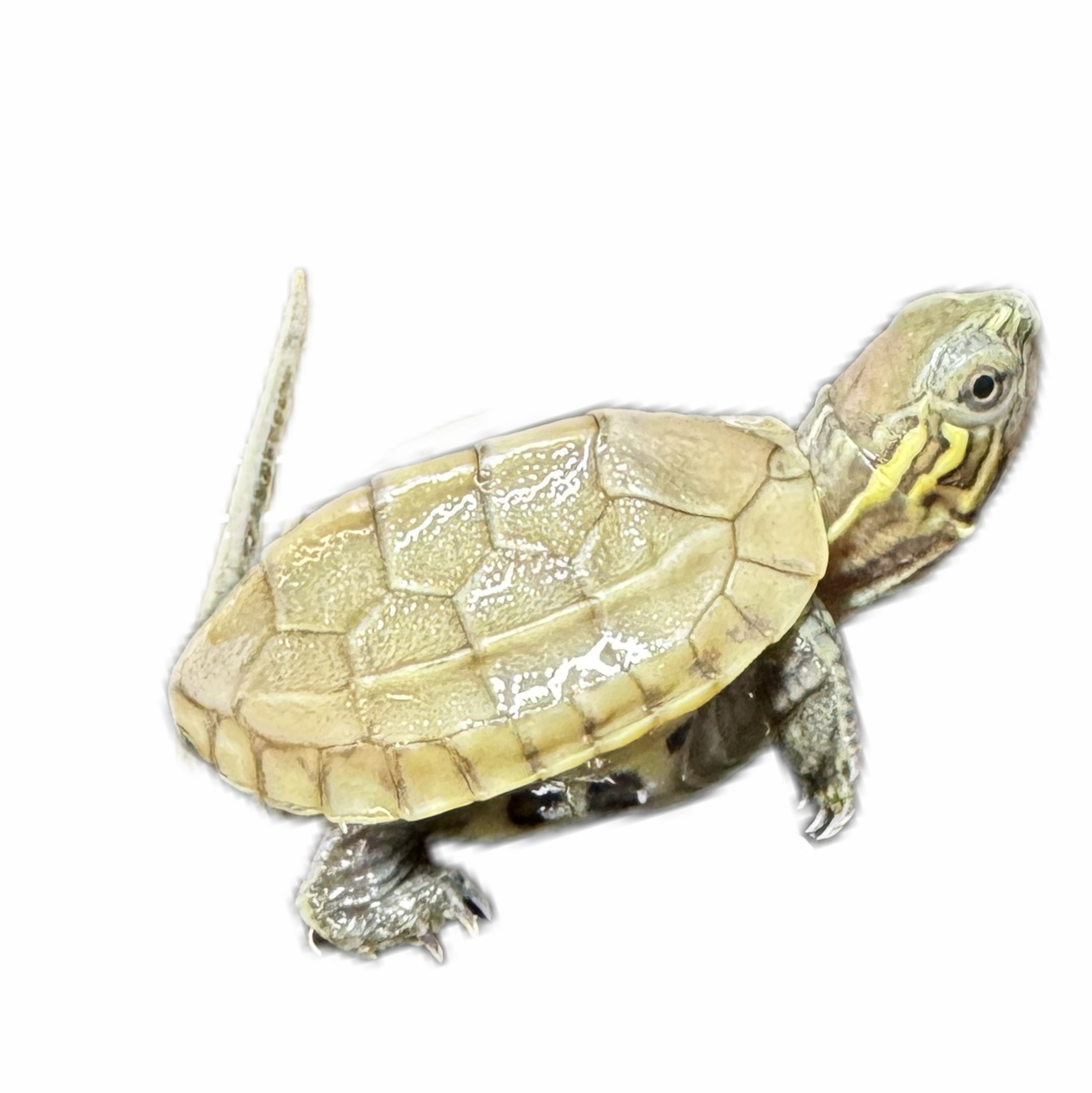 【根据主播指导下单】超萌好物活体人工养殖小乌龟可爱