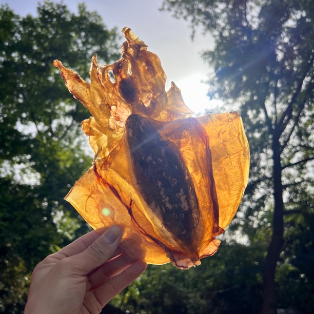 【淡干墨鱼干】泡发2小时炖汤东海本港淡水墨鱼干炖汤