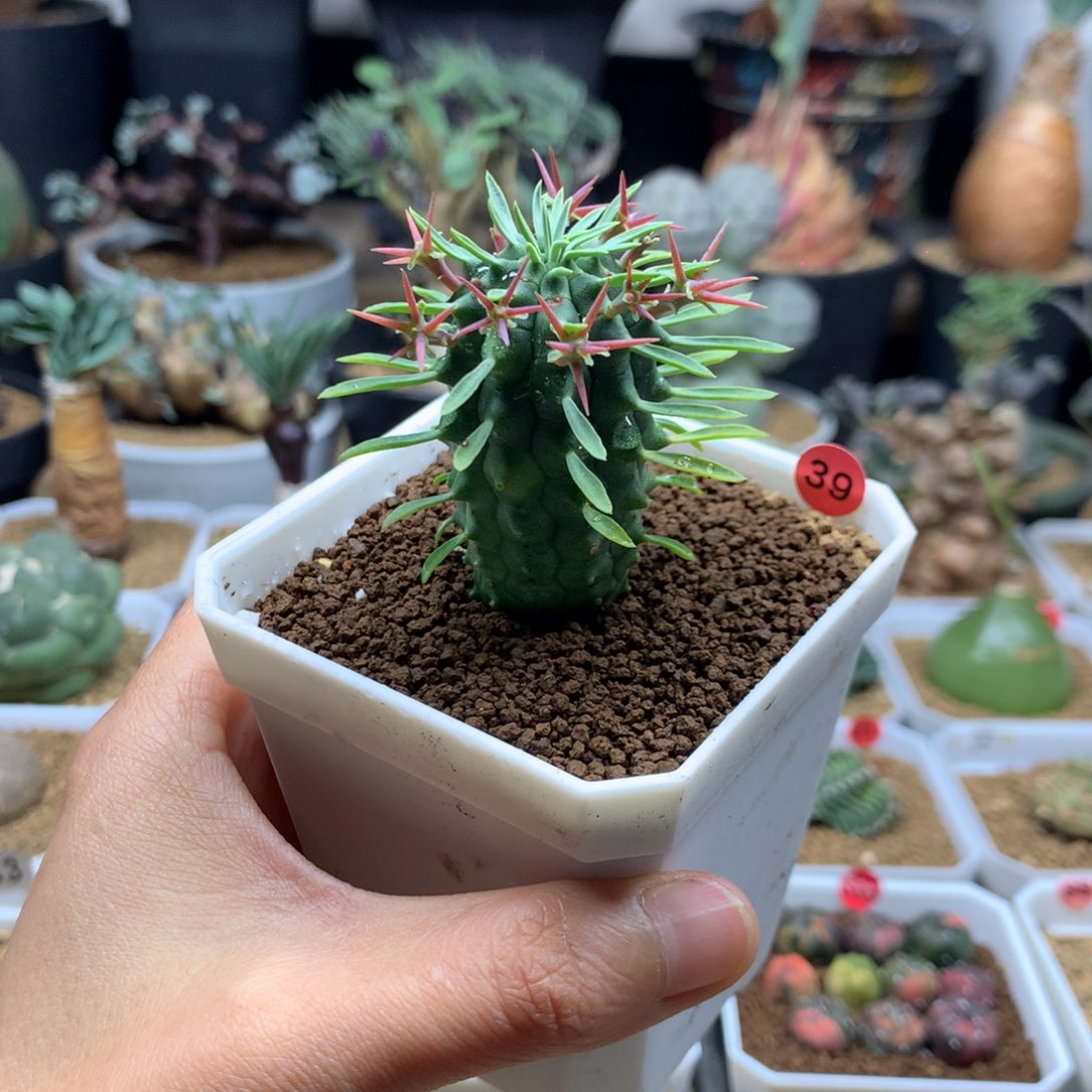 群星冠大戟实生带盆39