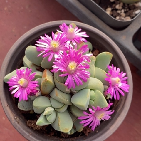 肉锥群生6仙人球