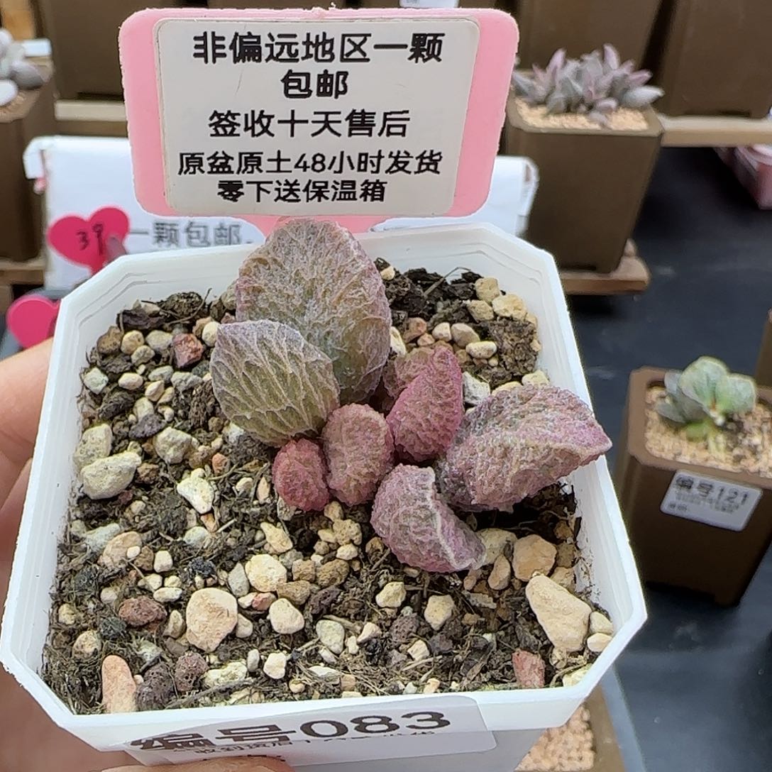 083大鱼海棠多肉