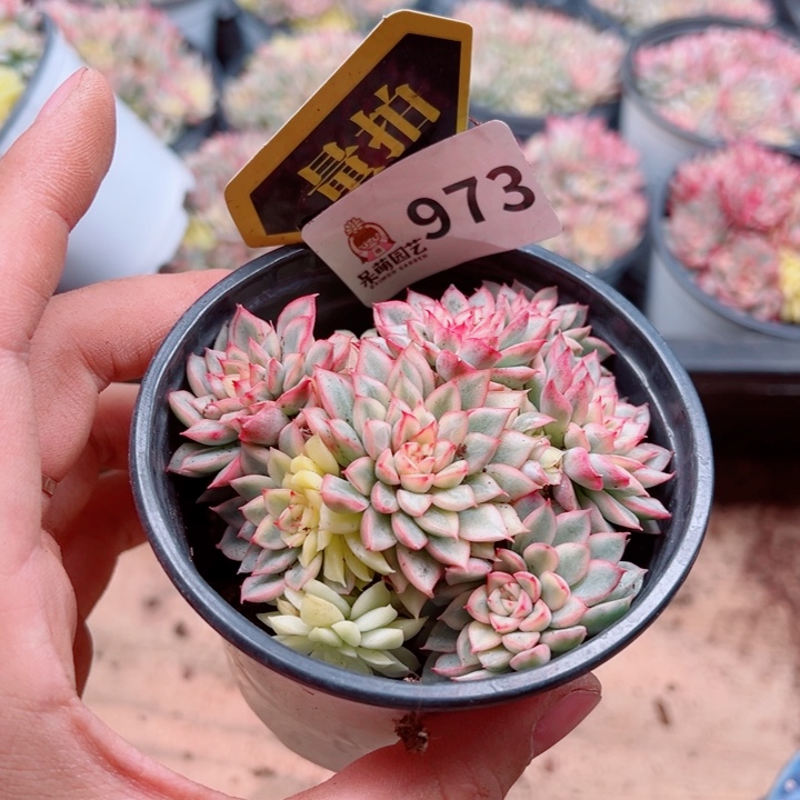 多肉植物多肉植物