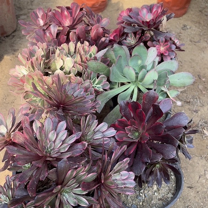 多肉植物法师6颗21