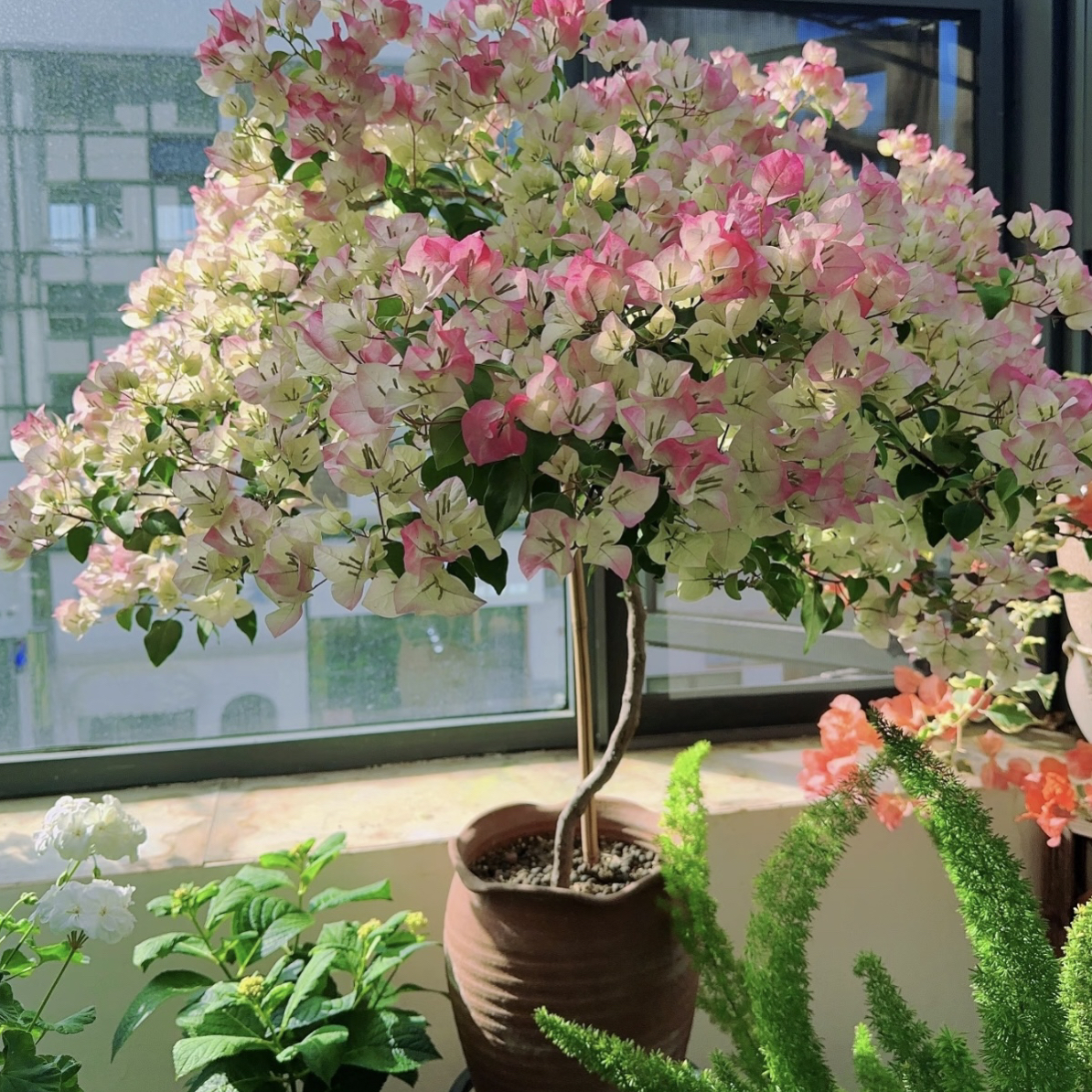 【绿叶樱花】三角梅直播间一物一拍仙女樱花好养耐养