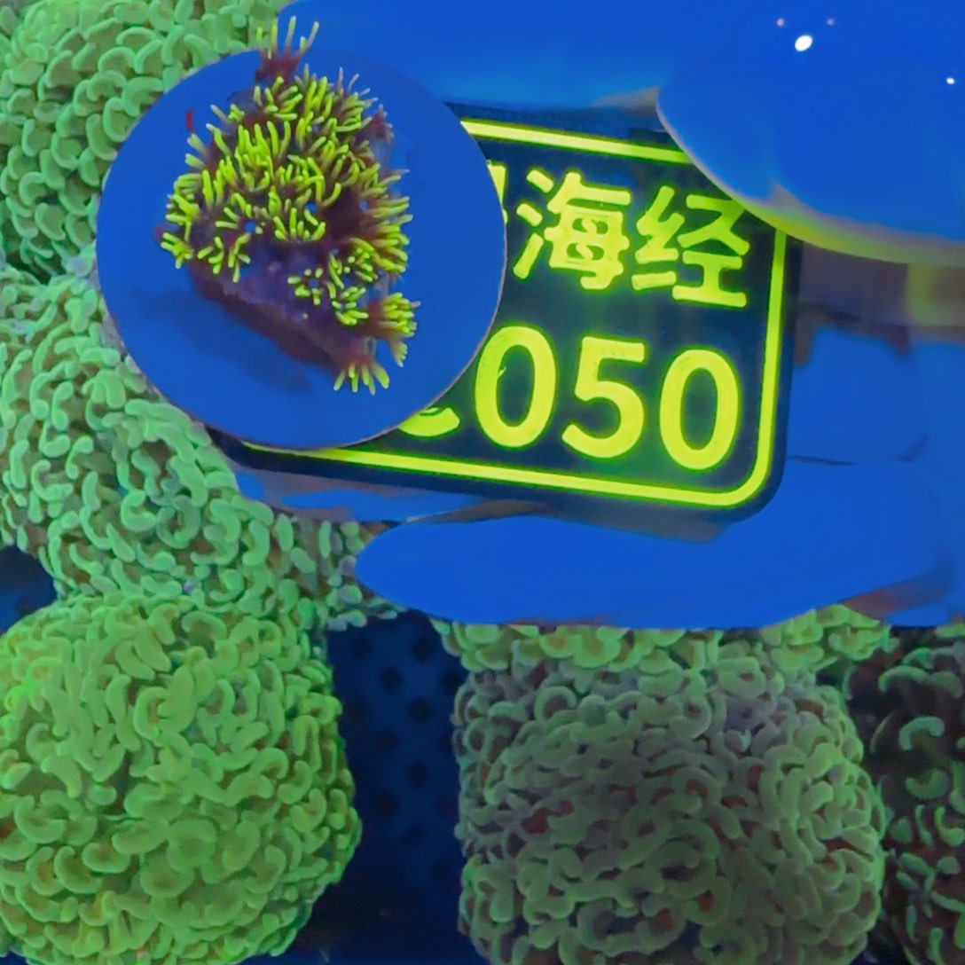 番***丝纽扣珊瑚晓晓不包邮草皮C050