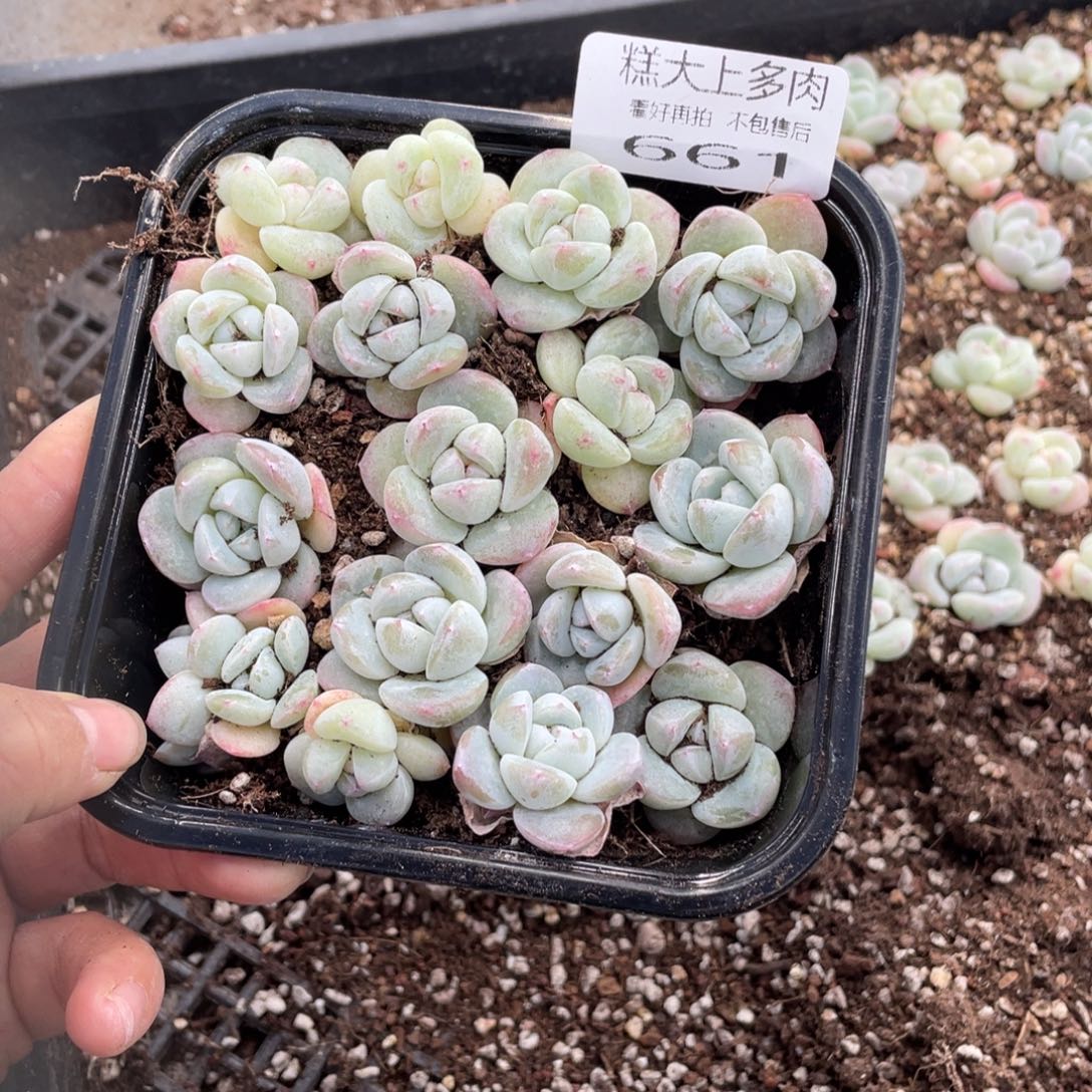 糕大上多肉植物661