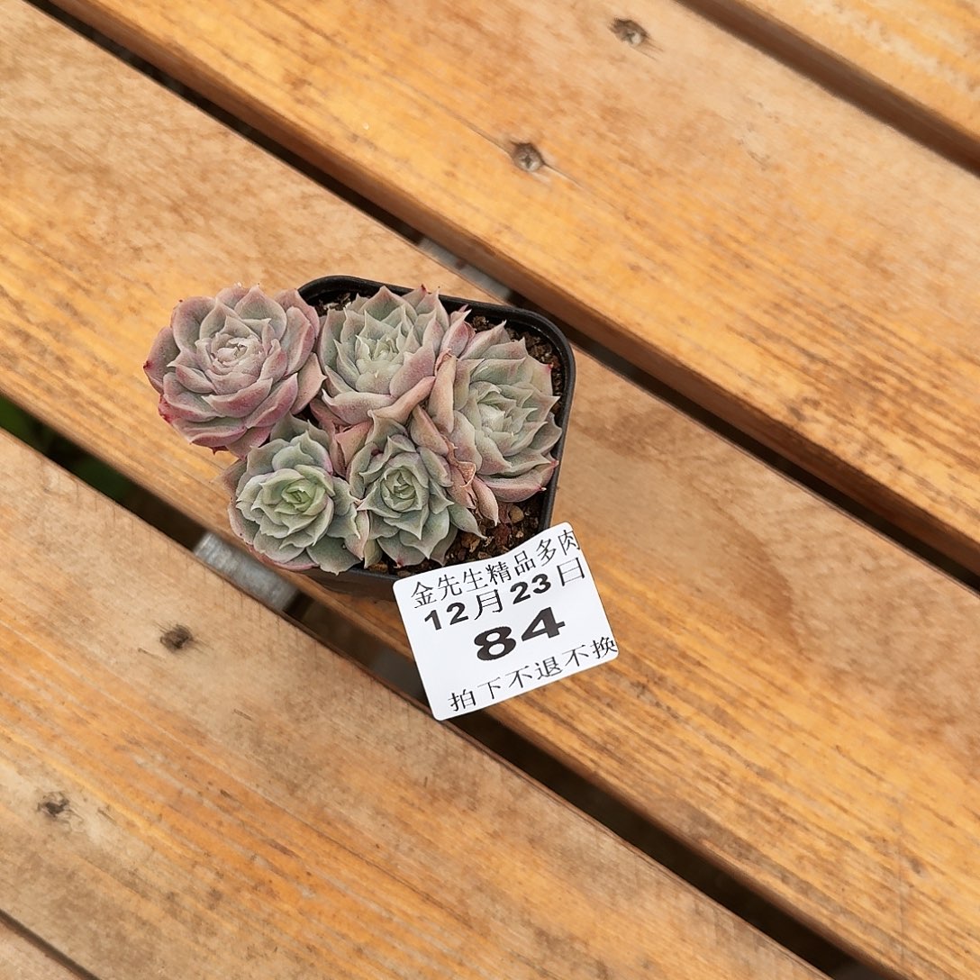 辛****1223-84虾饺群生a