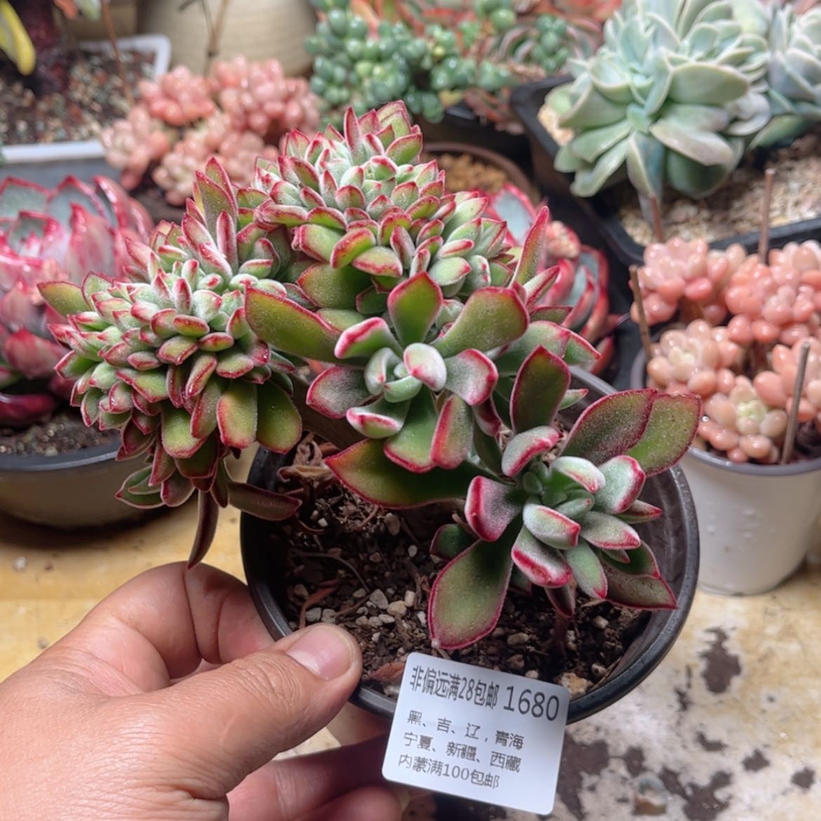 【闪购商品】1680雪晃星缀