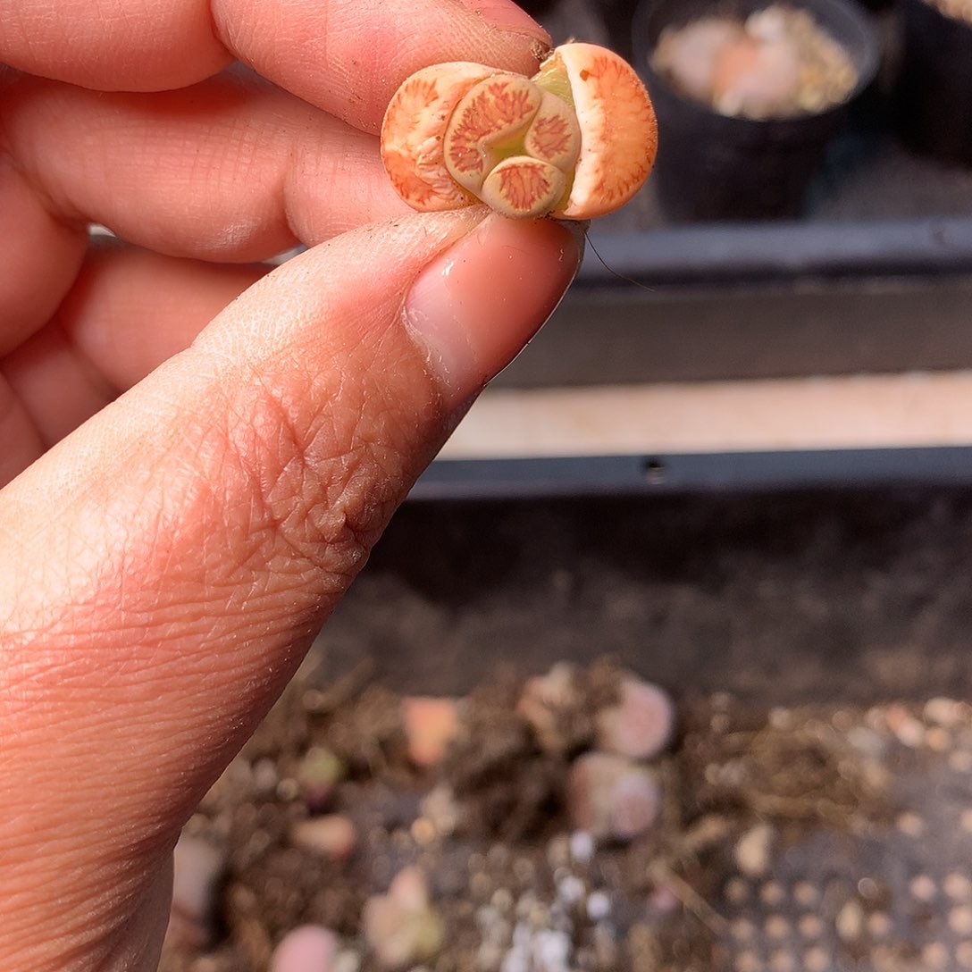 A100多肉植物保护研究所