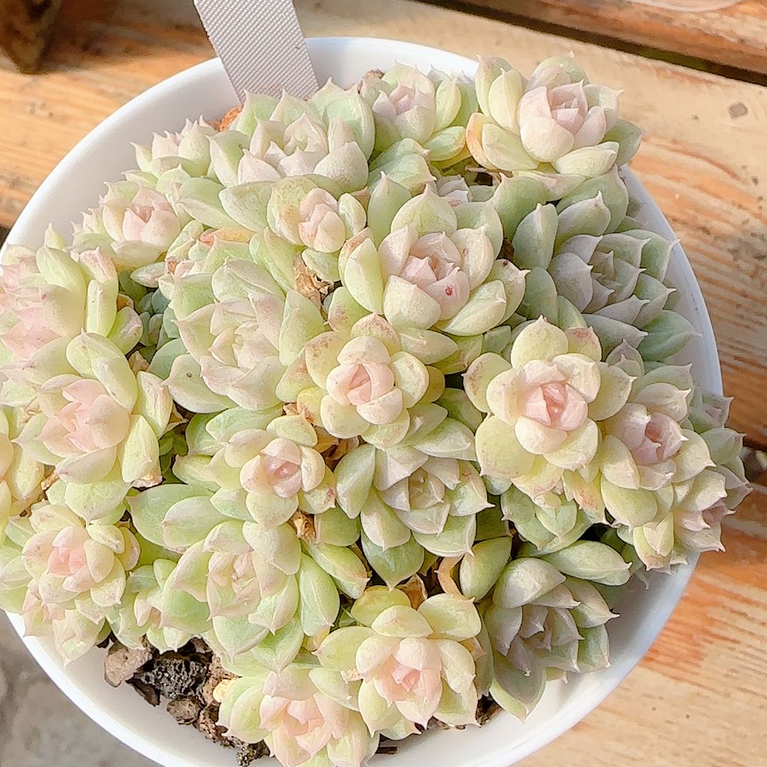 晴***情1202-68（m1-225-2）专拍