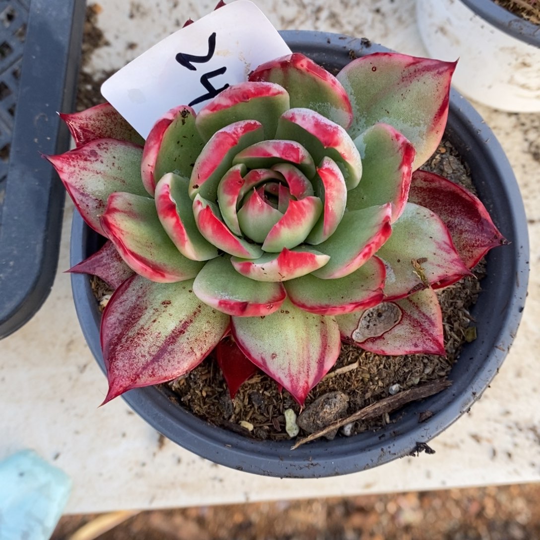 颖***        244。    