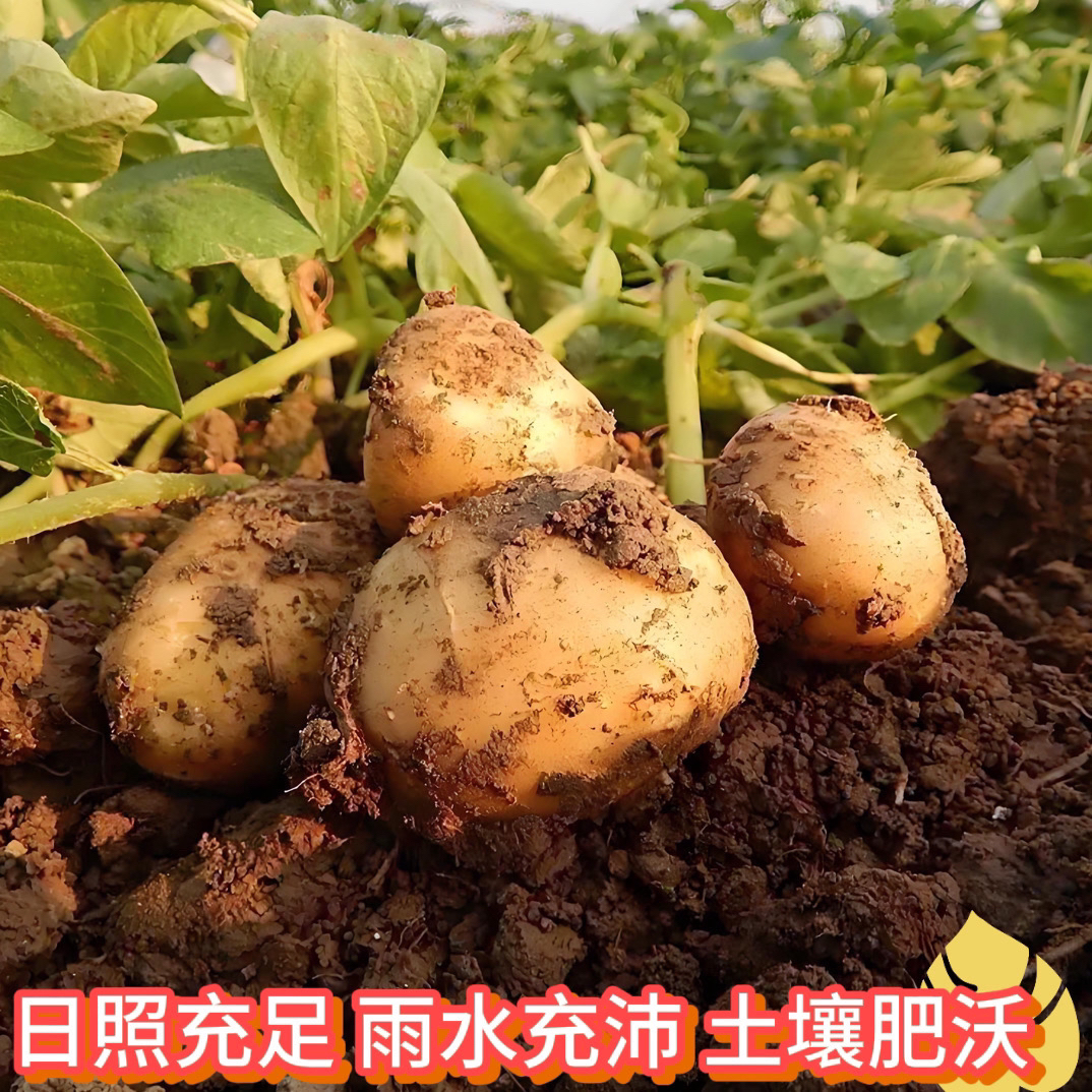 【高山小土豆】.现挖新鲜脱皮土豆