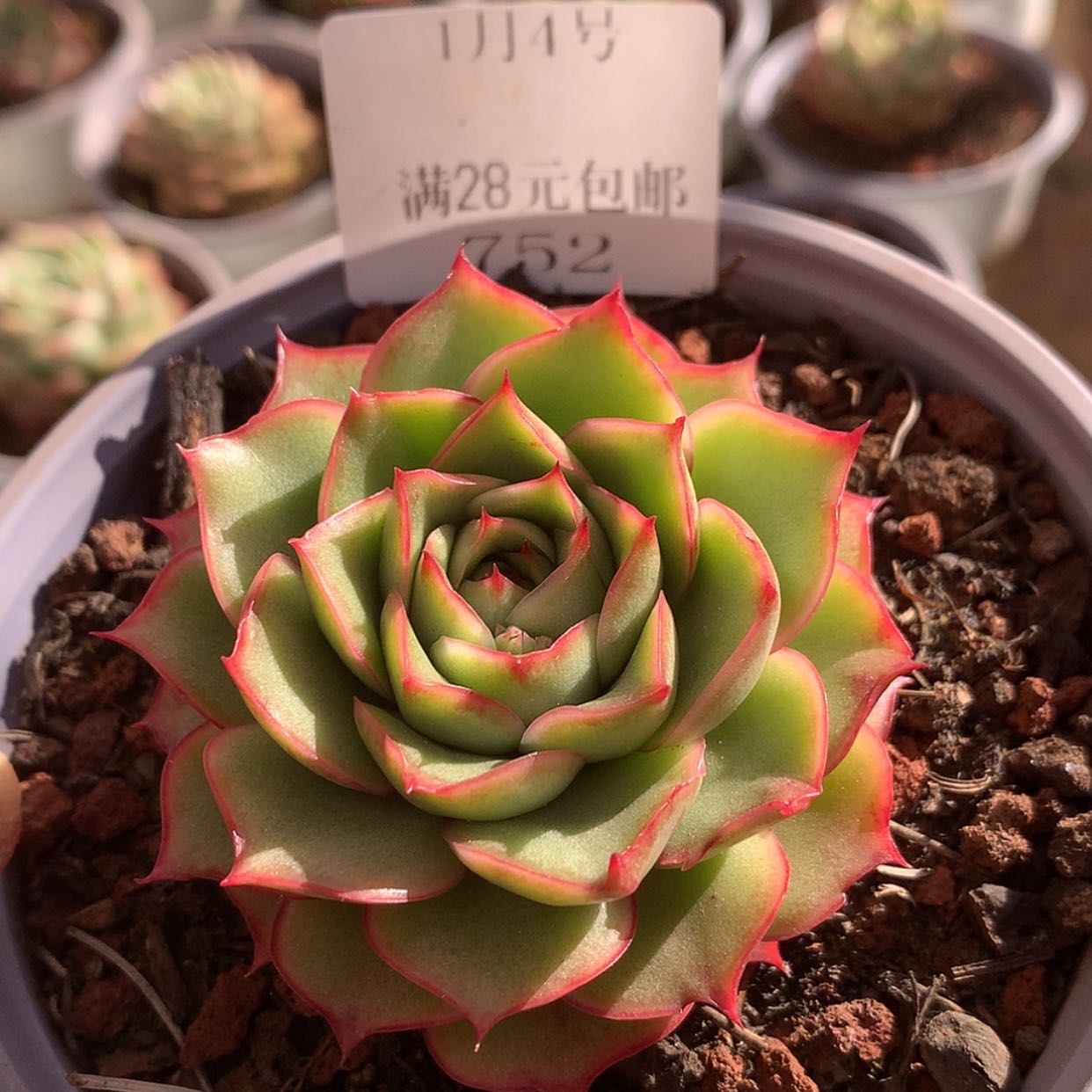 【闪购商品】云752号