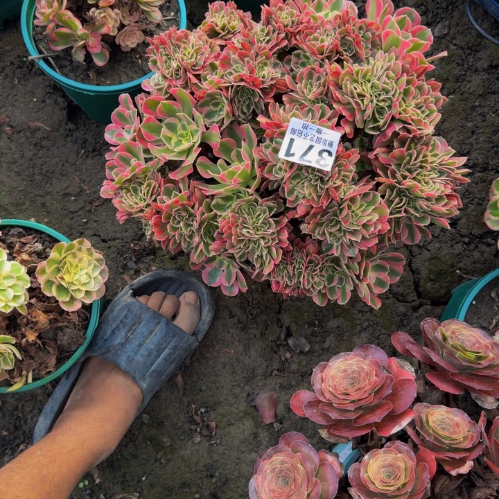 女巫花25-17包邮花花