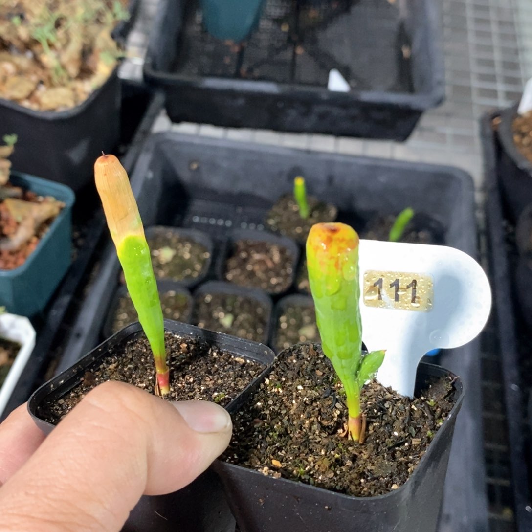 针管两颗，特价不售后