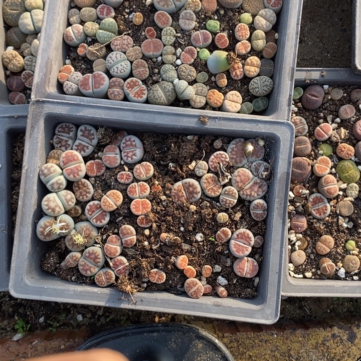 微***、生石花等植物的生长发育860