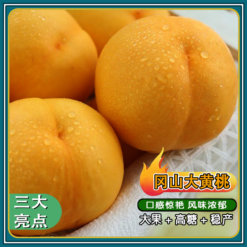 冈山大黄桃苗/早熟大果高糖稳产/口感惊艳风味浓郁/优系黄桃新品