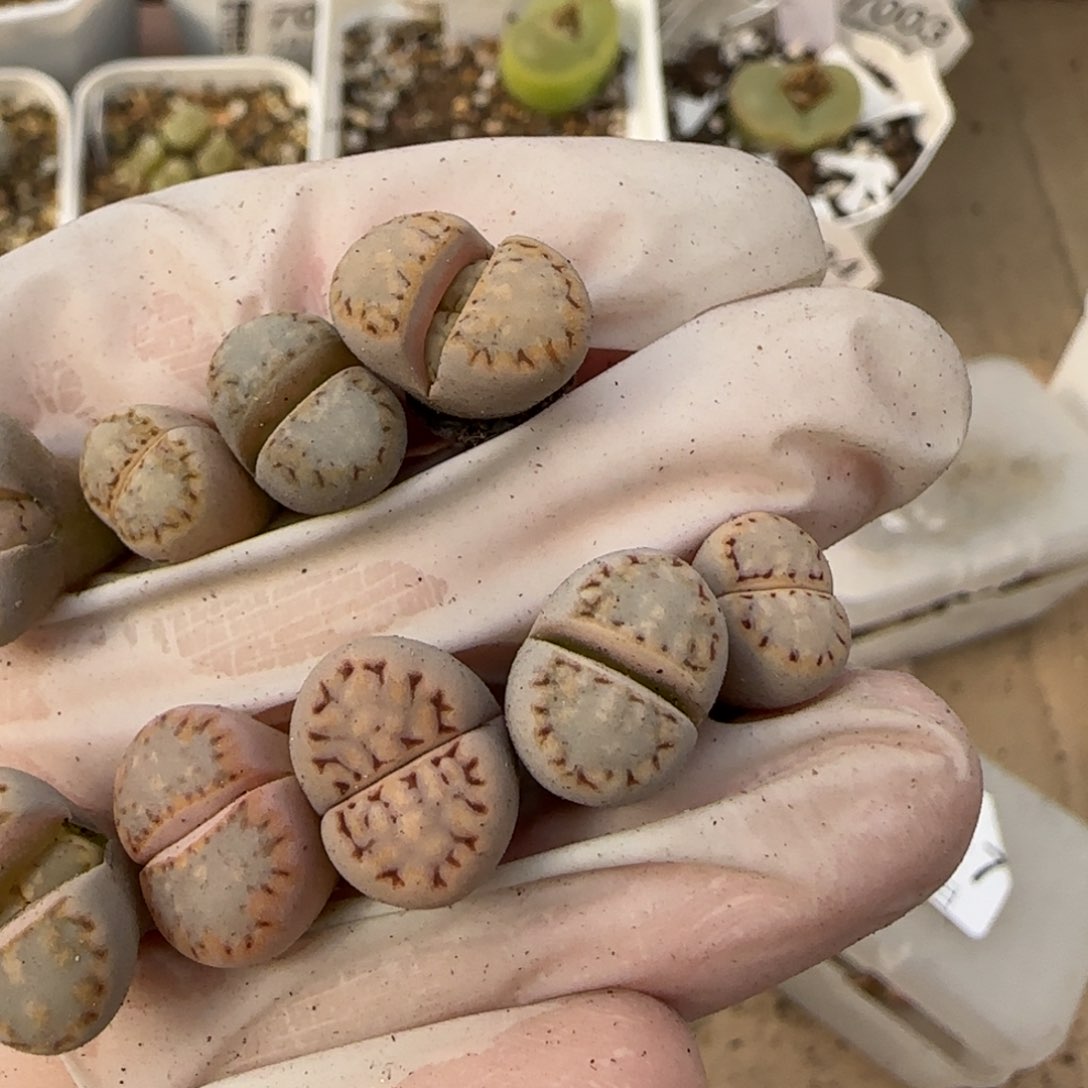 何****ʔ2。 10。7019。324。饼干。9。小鼻噶